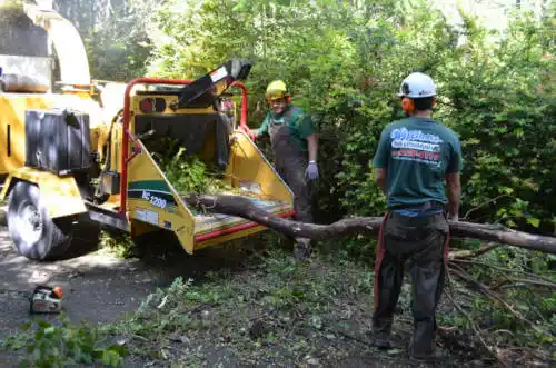 tree services Alondra Park